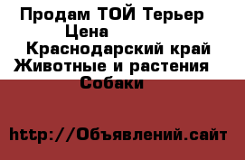 Продам ТОЙ Терьер › Цена ­ 1 500 - Краснодарский край Животные и растения » Собаки   